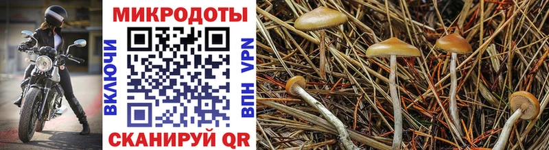 Псилоцибиновые грибы Cubensis что такое наркотик Истра